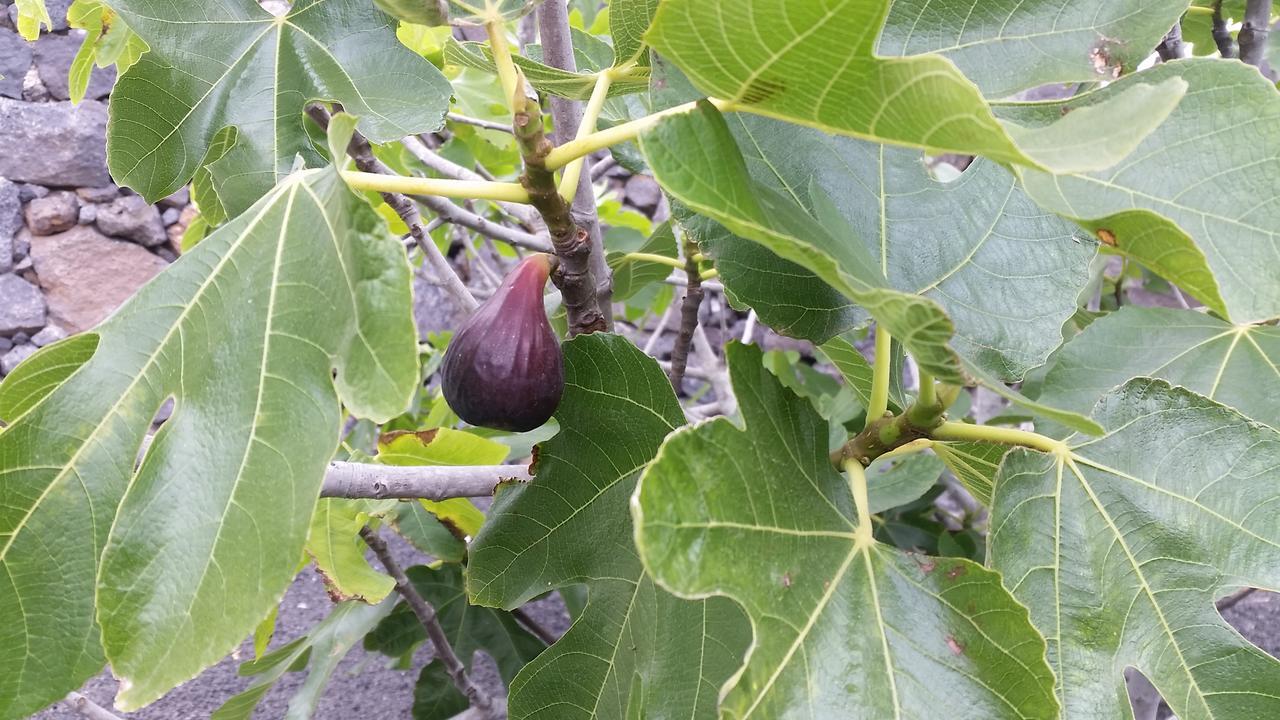 Finca Fajardo La Vegueta Buitenkant foto